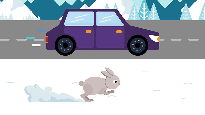 Car versus hare