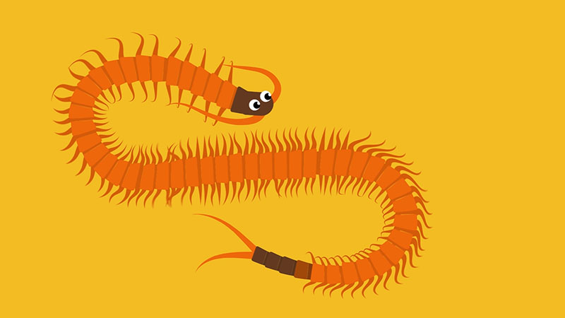 Millipede