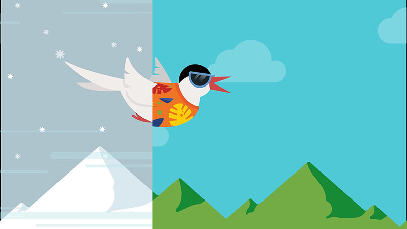 Arctic tern migrates